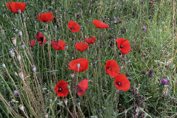 Coquelicots (Papaver rhoeas) &copy; Nicolas Macaire / LPO